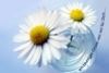 ein blumiger Gruss von mir