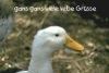 gans gans viele liebe Gr&uuml;sse