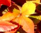 Herbstliche Gr&uuml;sse