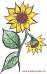 Sonnenblumenpost